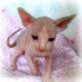 sphynx Kätzchen - Kater