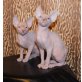 sphynx, Sphynx - Kater