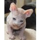 sphynx, Sphynx - Kater