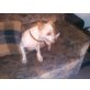 spicke, Jack Russel Mix - Rüde