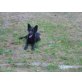 spike, Deutscher Schäferhund Schwarzer langhaariger Schlag Welpen - Rüde