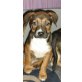 stafford-schäferhundmix Welpen - Hündin