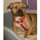 stafford-schäferhundmix Welpen - Hündin