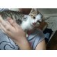 stallkatze - Kater