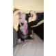 stella, Amerikanischer Staffordshire-Terrier Welpen - Hündin
