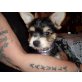 strizi, Biewer Yorkshire Terrier a la pon pom Welpen - Rüde