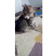 sucht ein Zuhause - Katze