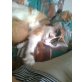 sucht liebevolles Zuhause, Norweger-Mischling - Katze