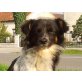 sucht nachMißhandl.ruhige,liebev.Menschen - Rüde