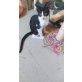 sucht seine Menschen - Kater
