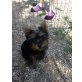 sue, Yorkshire Terrier Welpen - Hündin