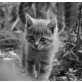 süße Babykätzchen - Kater