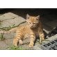 süße Babykätzchen - Kater