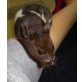 süsse Goldhamster Mädchen vom Hamsterzauber, Goldhamster - weiblich