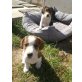 süße Hundewelpen - PFLEGEPLATZ NÖ Welpen - Hündin