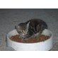 süße Katzen - Katze