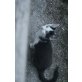 süße Katzenbabys - Katze