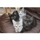 süsse Katzenbabys m/w - Katze