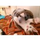 süsse Kitten - Kater
