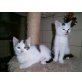 süsse Kitten - Katze