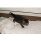 süße Mischlingskater - Kater