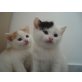 süße katzenbabys - Kater