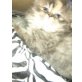 süsse kl PerserbabyGlückskatze m Nase2 x entw, Perser - Katze