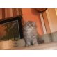süße perserbaby, Perser - Katze
