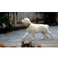 süßer-Golden-Retriever-Welpe., Golden Retriever - Rüde