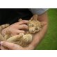süßes Katzenmädel - Katze