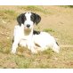süsses Mädchen sucht wärme Welpen - Hündin