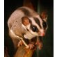 sugar glider, Kurzkopfgleitbeutler - männlich