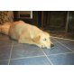 sunnshine, Golden Retriever Welpen - Hündin