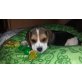 sunny, Beagle Welpen - Hündin