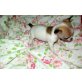 super super mini-Ch-Mädchen, Chihuahua kurzhaariger Schlag - Hündin