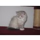 superflauschige Norweger - Mix Kitten - Kater