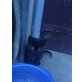 susi, Hauskatze - Katze