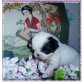 sweet-sunshine, Japan-Chin Welpen - Hündin
