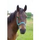 talentierter Warmblutwallach  - Wallach