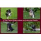 tibetterrier-von-yarlung, Tibet-Terrier Welpen - Rüde