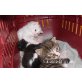 tigerle, türkisch angora - Kater