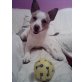 timmy, Jack-Russell-Terrier - Rüde
