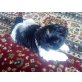 timmy, flocky, monty, Shih Tzu Welpen - Rüde