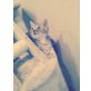 timo, Britisch Kurzhaarkatze - Kater
