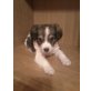 tina,  reinrassige Australian Shepherd  Welpen - Hündin