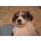 tina,  reinrassige Australian Shepherd Welpen  - Hündin