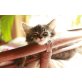 tiny und pupsi, MAINE COON / HAUSKATZE - Kater