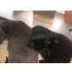 tobi, karäuser-BKH - Kater