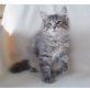 tom, Sibirische Katze - Kater