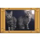 tom & kitty, keine - Kater
